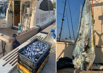 Na udici za sada samo lampuge