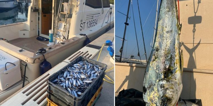 Na udici za sada samo lampuge