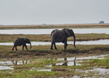 Namibija će ubiti 83 slona i podijeliti meso ljudima pogođenim sušom