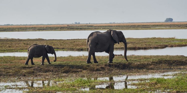 Namibija će ubiti 83 slona i podijeliti meso ljudima pogođenim sušom