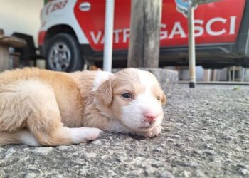 Netko je niz liticu na Braču bacio štence, spasili ih vatrogasci