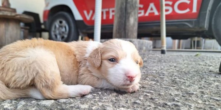 Netko je niz liticu na Braču bacio štence, spasili ih vatrogasci