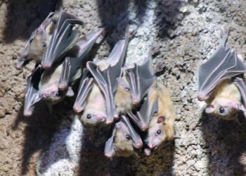 Noć šišmiša u zagrebačkom ZOO-u. Prava prilika za upoznati stanovnike mnogih špilja na našoj obali!