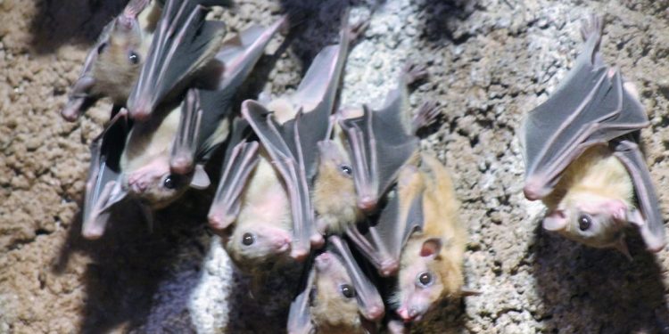 Noć šišmiša u zagrebačkom ZOO-u. Prava prilika za upoznati stanovnike mnogih špilja na našoj obali!