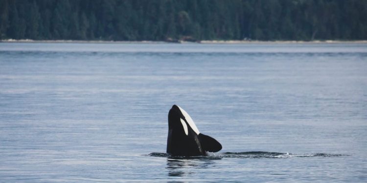 Orke napale jedrilicu u blizini španjolske obale!