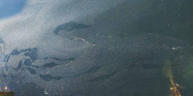 Otpadne vode u Jadranu – Situacija na terenu ne odgovara onome što je propisano