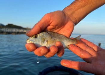 Ovih dana u priobalnom području možemo naići na juvenilne primjerke zubatca
