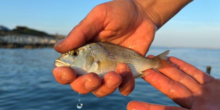 Ovih dana u priobalnom području možemo naići na juvenilne primjerke zubatca