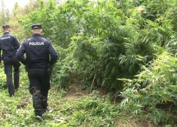 PALI NAKON “BERBE” Mjesecima okopavali i spavali uz nasad marihuane, otkriveni jer nisu stali policajcima