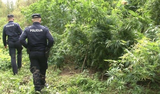 PALI NAKON “BERBE” Mjesecima okopavali i spavali uz nasad marihuane, otkriveni jer nisu stali policajcima