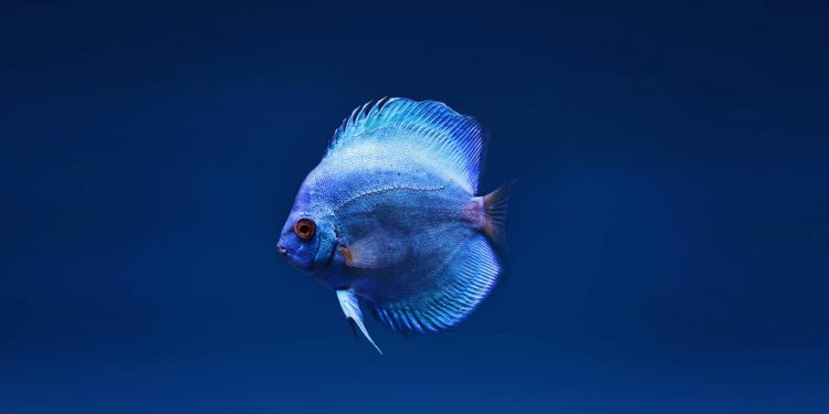 PAMETNE RIBE Jeste li znali da ribe mogu učiti, pamtiti pa čak i koristiti alate!