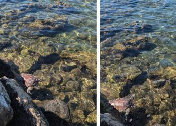 PING PONG U UMAGU Jedna je morska kornjača trebala pomoć, ali nitko od nadležnih nije reagirao!