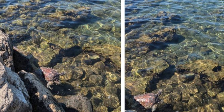 PING PONG U UMAGU Jedna je morska kornjača trebala pomoć, ali nitko od nadležnih nije reagirao!