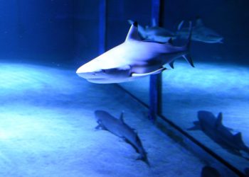 PODMORSKI SVIJET ‘Iako smo privatni akvarij, nije nam cilj profit, već spašavanje morskih vrsta’ | NACIONAL.HR