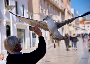 PORTRET JEDNOG GALEBA Glasajte za fotografiju našeg foto-dopisnika