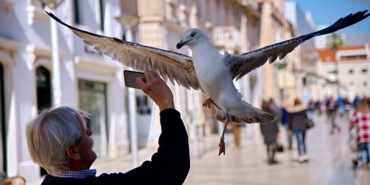 PORTRET JEDNOG GALEBA Glasajte za fotografiju našeg foto-dopisnika