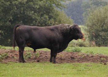 Preminuo muškarac na farmi kod Požege: Policija spominje nasilnu smrt i bika