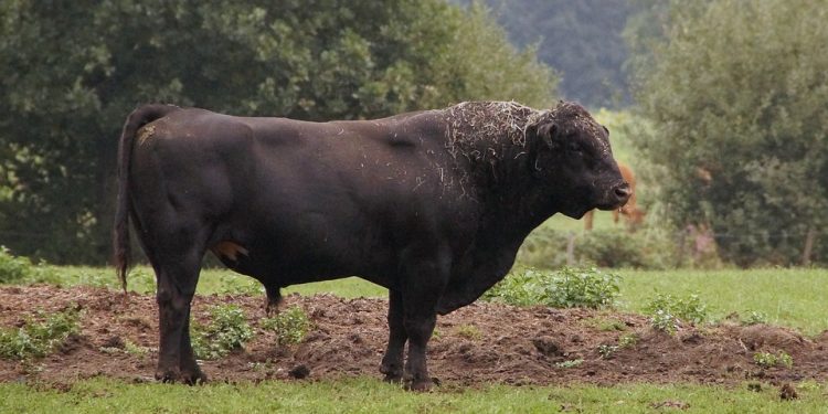 Preminuo muškarac na farmi kod Požege: Policija spominje nasilnu smrt i bika