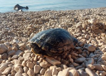 Pukao joj je oklop, kako joj pomoći?