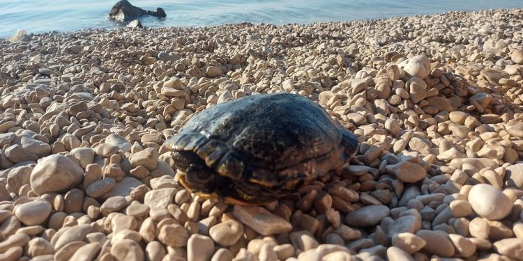 Pukao joj je oklop, kako joj pomoći?