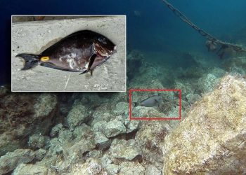 RIBA KIRURG Vrsta iz istočnog Atlantika nastanila se u riječkom akvatoriju