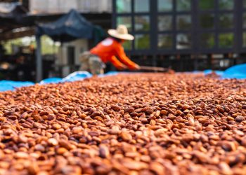 Rusija će kupovati zrna kakaovca izravno od afričke države — RT Africa