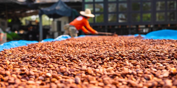 Rusija će kupovati zrna kakaovca izravno od afričke države — RT Africa