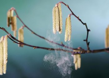 Rusija će testirati novi tretman za alergije — RT Rusija i bivši Sovjetski Savez
