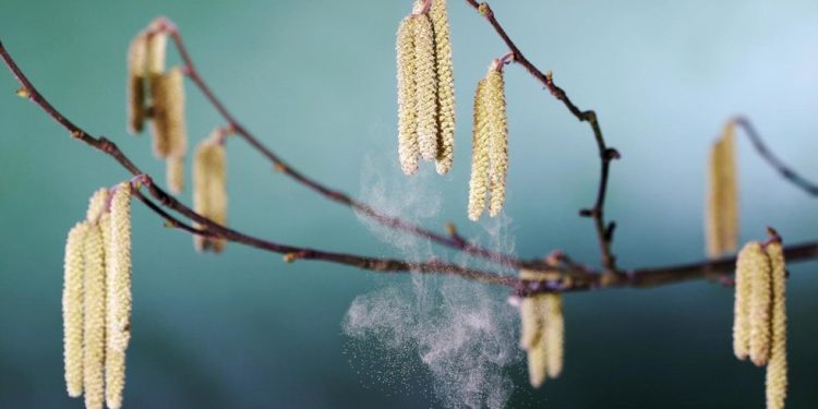 Rusija će testirati novi tretman za alergije — RT Rusija i bivši Sovjetski Savez