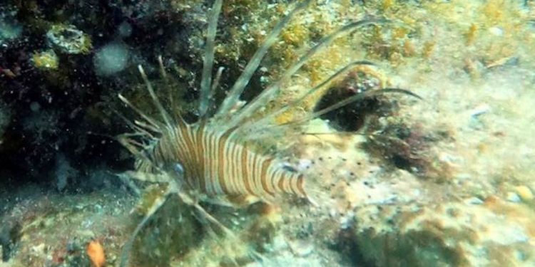 SVE IH JE VIŠE Ronilac snimio vatrenjaču na popularnim turističkim lokacijama na Hvaru