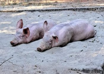 SVINJE U PIJESKU Pogledajte čemu svjedoče turisti kod Poreča