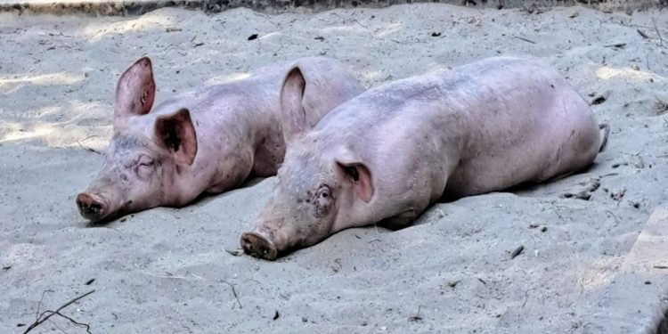 SVINJE U PIJESKU Pogledajte čemu svjedoče turisti kod Poreča