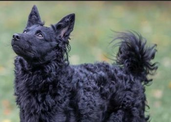 Slobodna Dalmacija – Pomozimo malenoj obitelji u nevolji i psu: umiljata hrvatska ovčarka treba dom na tri tjedna