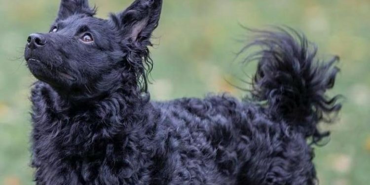 Slobodna Dalmacija – Pomozimo malenoj obitelji u nevolji i psu: umiljata hrvatska ovčarka treba dom na tri tjedna