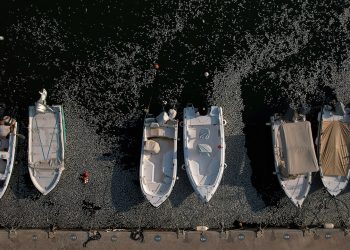 Stotine tisuća uginulih riba prekrile su grčku turističku luku nakon poplava