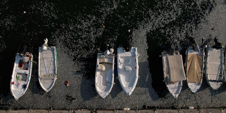 Stotine tisuća uginulih riba prekrile su grčku turističku luku nakon poplava