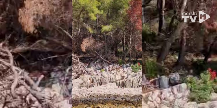 Sve više ih je iščupano, usahlo, slomljeno…