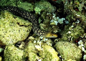 Svoj dom u Nacionalnom parku Mljet pronašla je Šiljatozuba murina