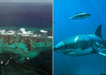 Tinejdžer ide na kratko plivanje teško ozlijeđen u napadu morskog psa