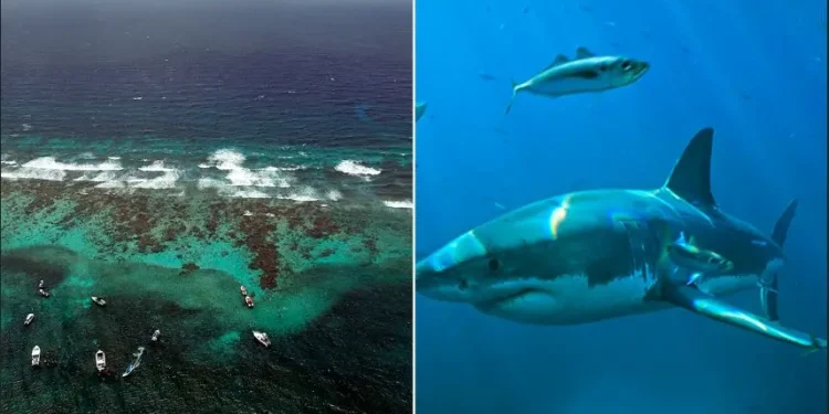 Tinejdžer ide na kratko plivanje teško ozlijeđen u napadu morskog psa