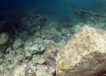 U Jadranu zabilježen nesvakidašnji prizor: Stigla je riba kakve do sada nije bilo