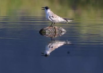 U Neretvi se prvi put gnijezdila ova ptica! Viđena su dva para…