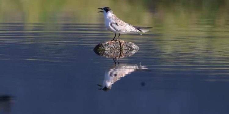 U Neretvi se prvi put gnijezdila ova ptica! Viđena su dva para…