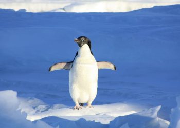 U akvariju u Sydneyu uginuo gay pingvin