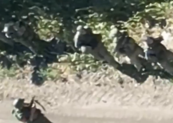 Ukrajinske snage se ‘predaju’ u ruskom pograničnom području (VIDEO) — RT Rusija i bivši Sovjetski Savez