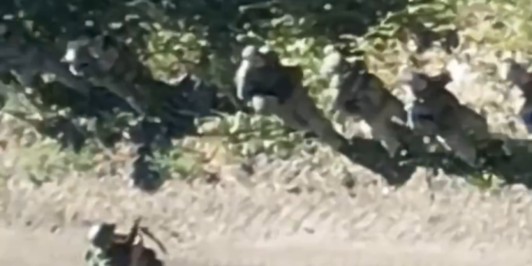 Ukrajinske snage se ‘predaju’ u ruskom pograničnom području (VIDEO) — RT Rusija i bivši Sovjetski Savez