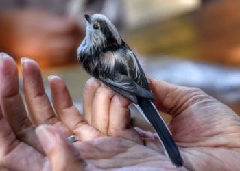 Uskoro počinje otvoreni dan Ornitološkog kampa Učka