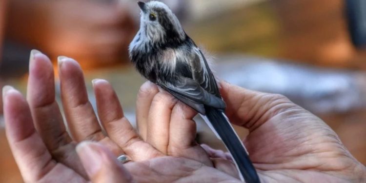 Uskoro počinje otvoreni dan Ornitološkog kampa Učka