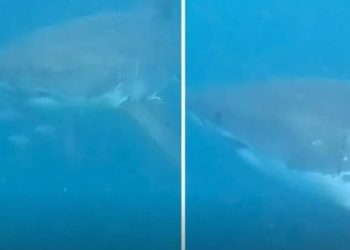 VIDEO Ovim je roniocima strašno blizu prišla ogromna velika bijela psina!