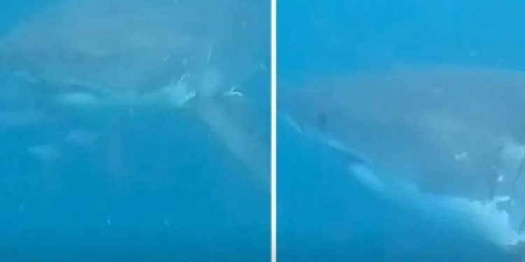 VIDEO Ovim je roniocima strašno blizu prišla ogromna velika bijela psina!